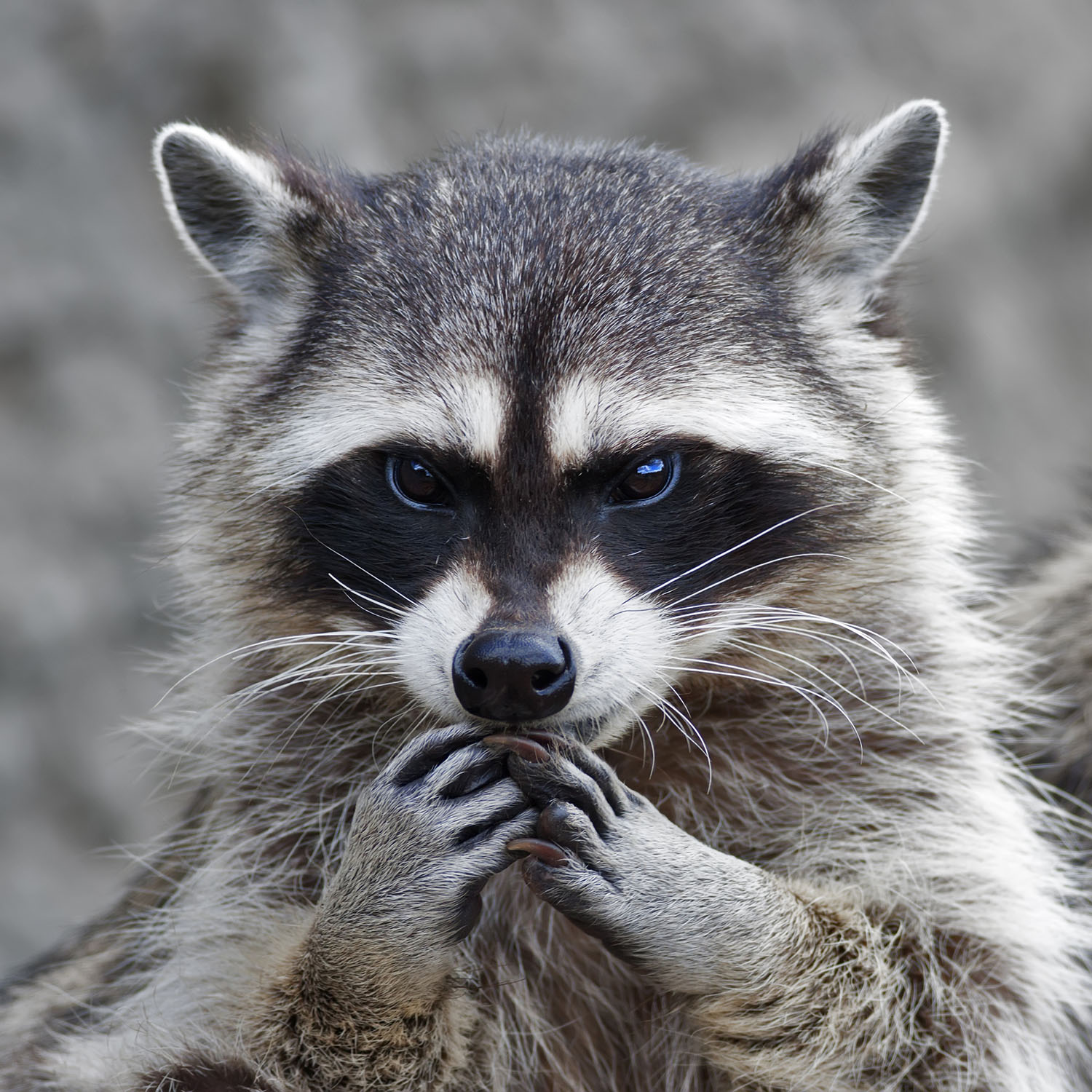 Just Raccoon